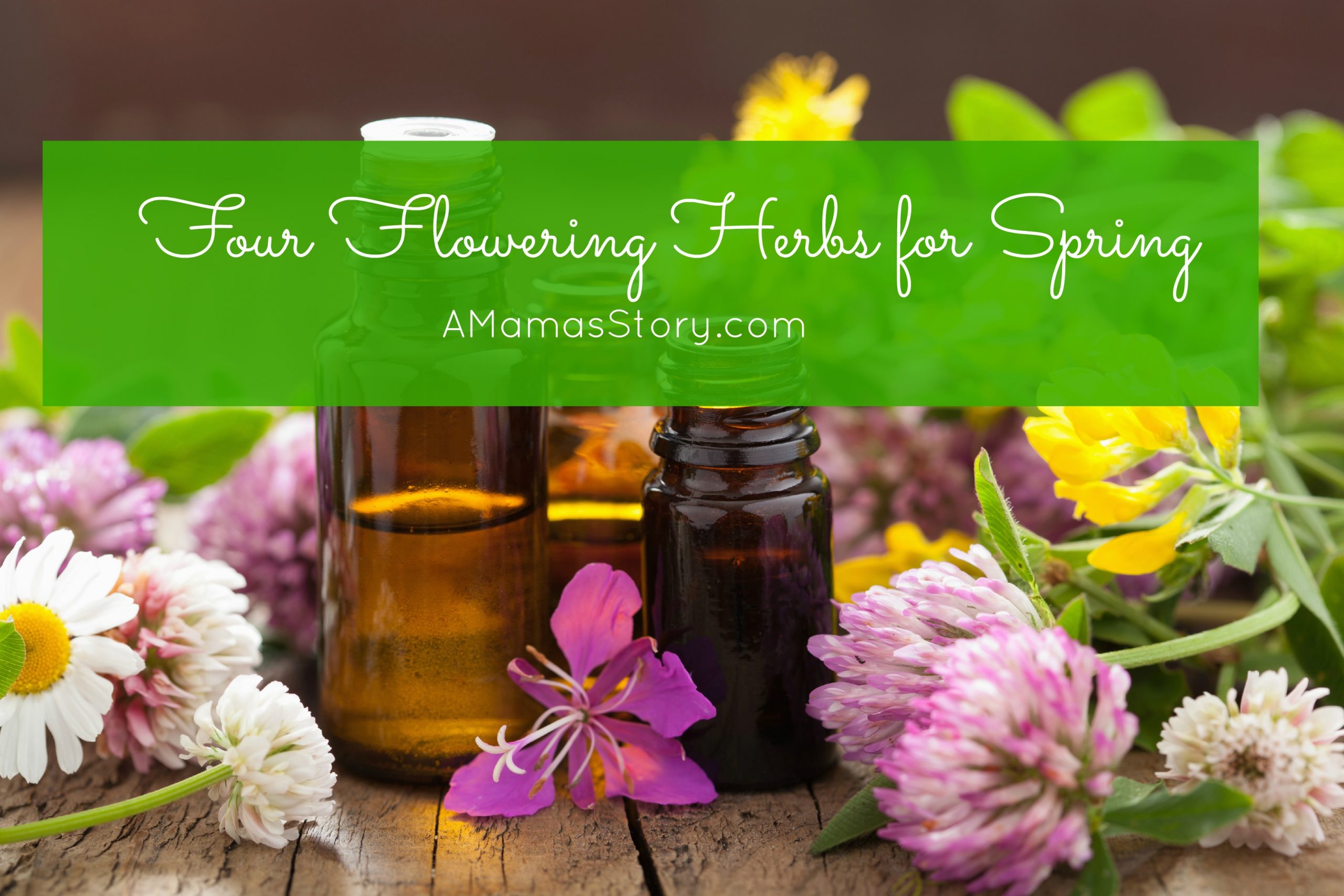 Four Essential Flowering Herbs for Spring