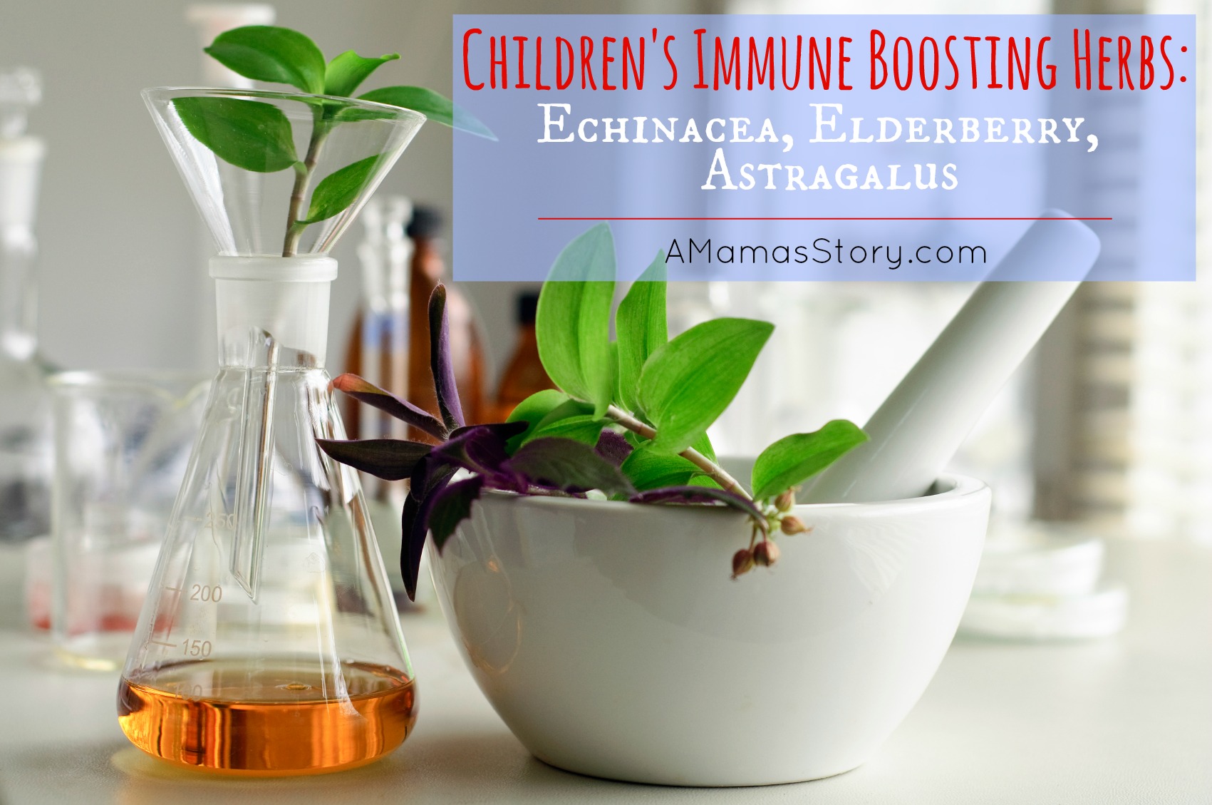 Children’s Immune Boosting Herbs: Echinacea, Elderberry, Astragalus