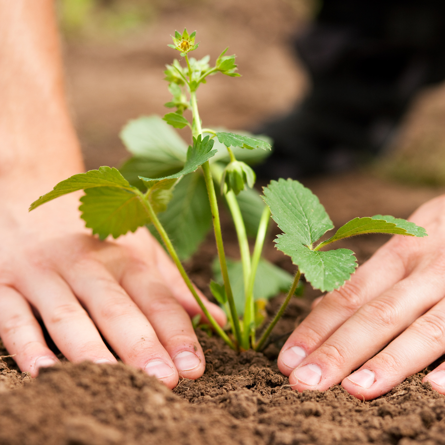 8 Tips to Growing a Better Home Garden