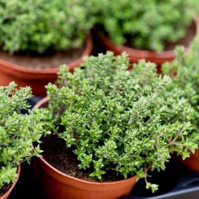10 Tips for Growing Herbs in Your Garden