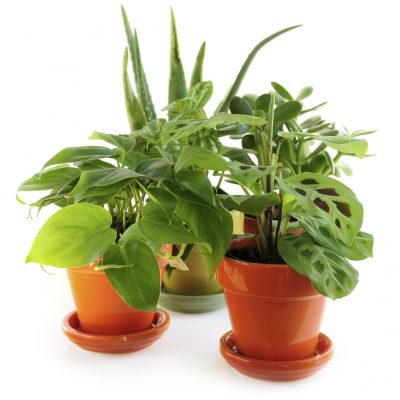 3 Indoor Plants To Purify The Air